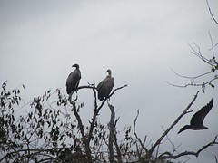 vultures