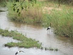 Saddle billed stork