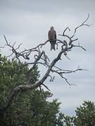 Wahlbergs' eagle