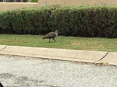 Die hadeda ibis