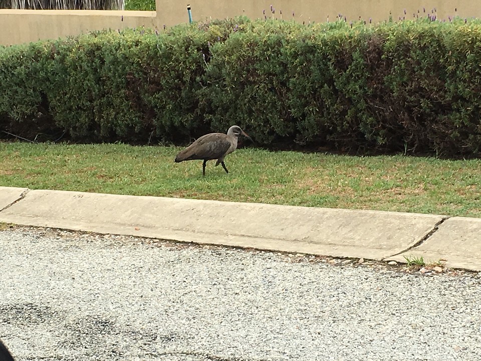 Die hadeda ibis