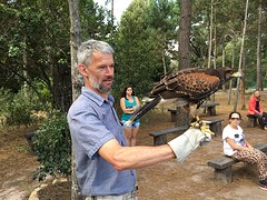 de jakhals buizerd