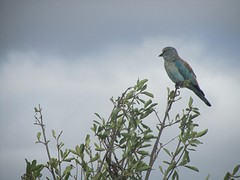 Roller of Troupan