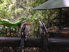 Hornbills of neushoorn vogels