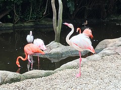 Flamengo's