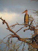 ugly marabu stork
