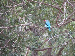 Woodland Kingfisher