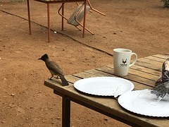 mouse bird