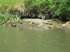 Nog een bewoner van de Zambezi.