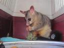 Possum