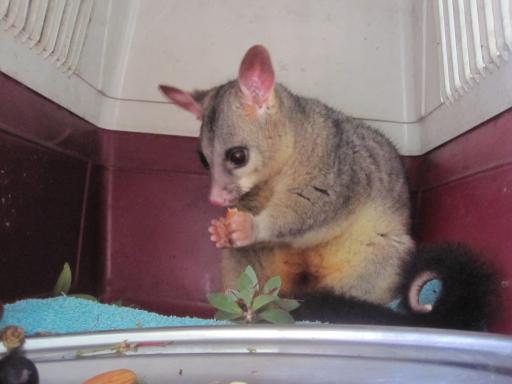 Possum