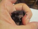 Microbat