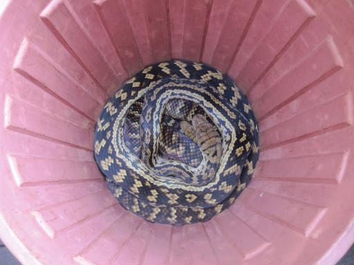 Pythons (ja, het zijn er twee)
