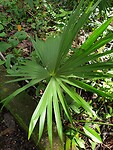 Panama hat palm
