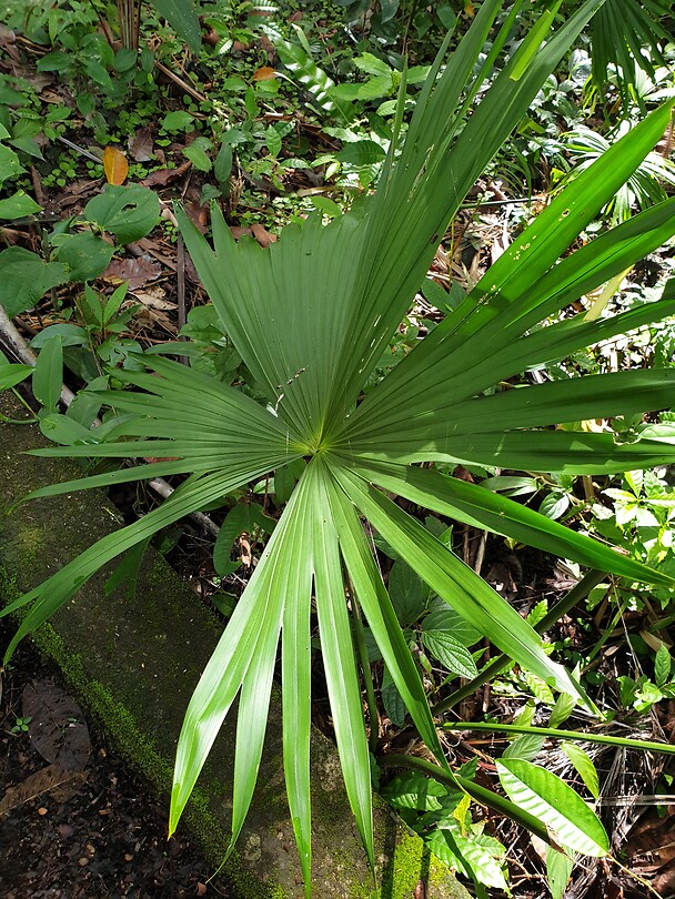 Panama hat palm