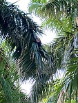 Jungle