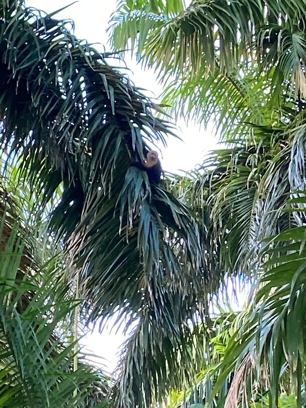 Jungle