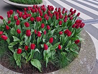 Tulpen uit Amsterdam