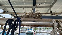 Het nest