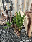 Coco palm
