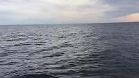 Dolfijnen Sines-Sagres