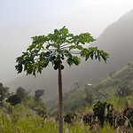 Santa antao