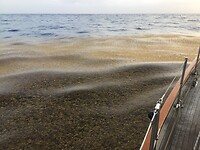 Zeewier Atlantic