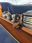 Scheepskat Noa aan het chillen