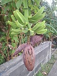 Bananen in het wild