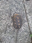 Landschildpad