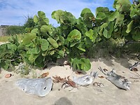Grenadines mayreau
