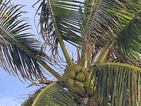Mayreau
