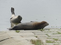 Zeehonden in de jachthaven van de Luchtmacht