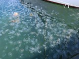 Kwallen in Fredericia