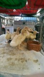 Eendjes