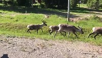 Rendieren