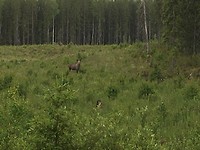 Eland live