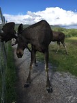 Eland