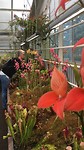 Göteborg botanische tuin