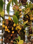 Planten in tropische kas