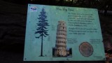 Oldest tree in Cathedral Grove comparison to Tower of Pisa