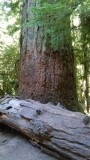 Cathedral Grove