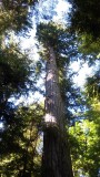 Cathedral Grove