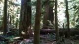 Cathedral Grove