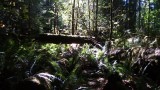 Cathedral Grove