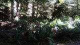 Cathedral Grove