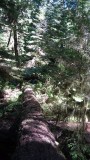Cathedral Grove