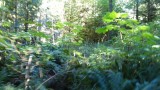 Ferns in Cathedral Grove