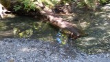 Brook in Cathedral Grove