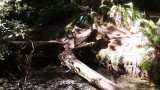 Cathedral Grove